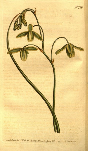 Botanical print by Sydenham Teast Edwards 1768 â€ì 1819, Sydenham Edwards was a natural history