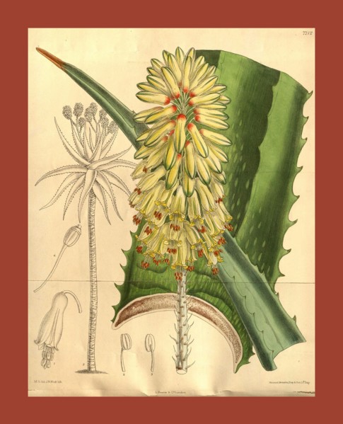 Botanical Print by Walter Hood Fitch 1817 â€ì 1892, W.H. Fitch was an botanical illustrator and