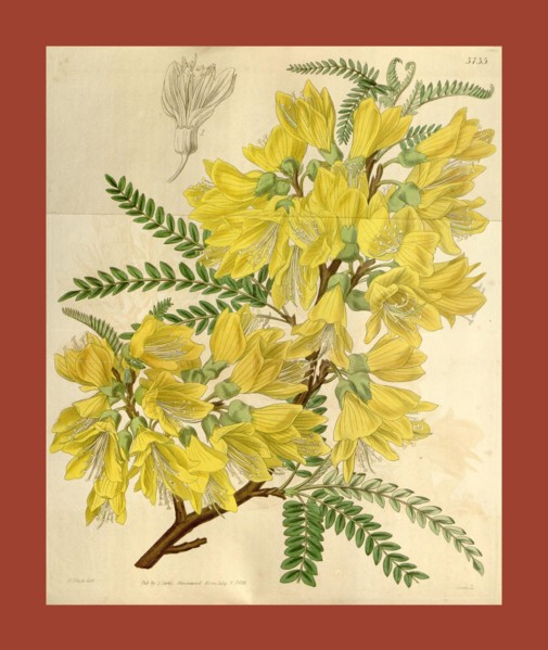Botanical Print by Walter Hood Fitch 1817 â€ì 1892, W.H. Fitch was an botanical illustrator and
