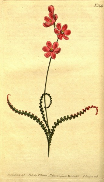 Botanical print by Sydenham Teast Edwards 1768 â€ì 1819, Sydenham Edwards was a natural history