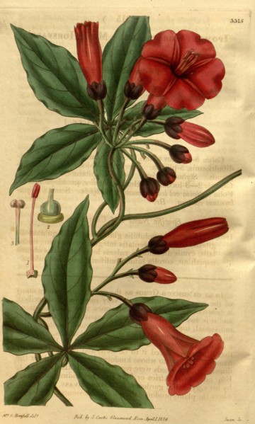 Botanical print by Mrs. C. Horsfall, an English natural history illustrator and botanical artist.