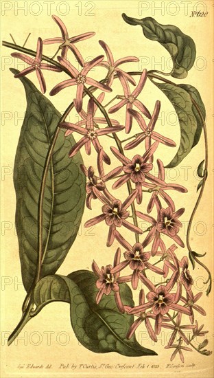 Botanical print by Sydenham Teast Edwards 1768 â€ì 1819, Sydenham Edwards was a natural history