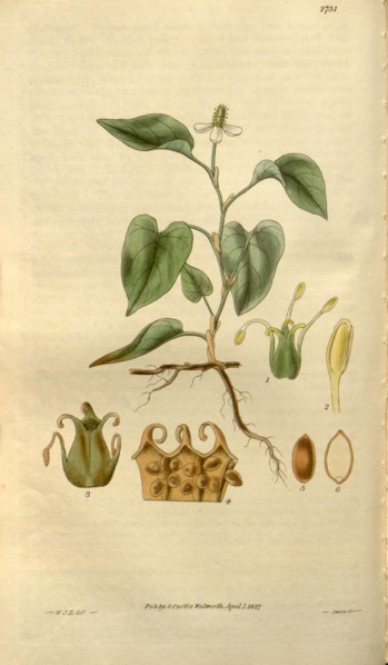 Botanical print by Sir William Jackson Hooker, FRS, 1785 â€ì 1865, English botanical illustrator.