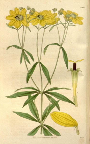 Botanical print or English natural history illustration by Joseph Swan 1796-1872, British Engraver