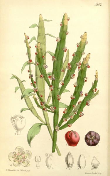 Botanical Print by Walter Hood Fitch 1817 â€ì 1892, W.H. Fitch was an botanical illustrator and