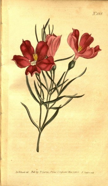 Botanical print by Sydenham Teast Edwards 1768 â€ì 1819, Sydenham Edwards was a natural history
