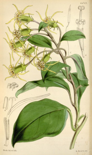 Botanical Print by Walter Hood Fitch 1817 â€ì 1892, botanical illustrator and artist, born in