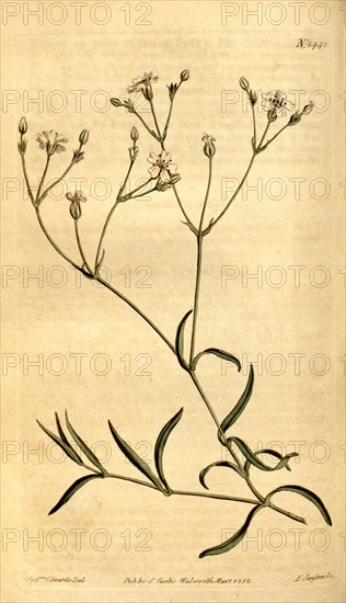 Botanical print by Sydenham Teast Edwards 1768 â€ì 1819, Sydenham Edwards was a natural history