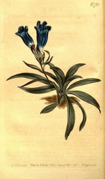 Botanical print by Sydenham Teast Edwards 1768 â€ì 1819, Sydenham Edwards was a natural history