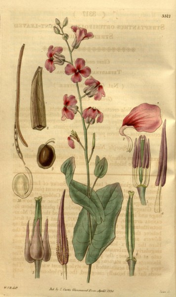 Botanical print by Sir William Jackson Hooker, FRS, 1785 â€ì 1865, English botanical illustrator.