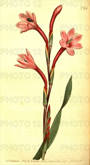 Botanical print by Sydenham Teast Edwards 1768 â€ì 1819, Sydenham Edwards was a natural history