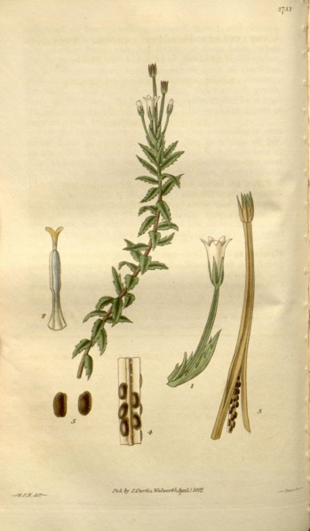 Botanical print by Sir William Jackson Hooker, FRS, 1785 â€ì 1865, English botanical illustrator.
