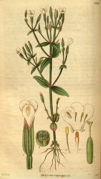 Botanical print by Sir William Jackson Hooker, FRS, 1785 â€ì 1865, English botanical illustrator.