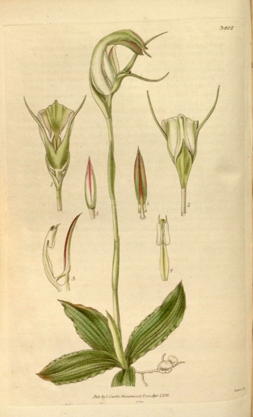 Botanical print or English natural history illustration by Joseph Swan 1796-1872, British Engraver