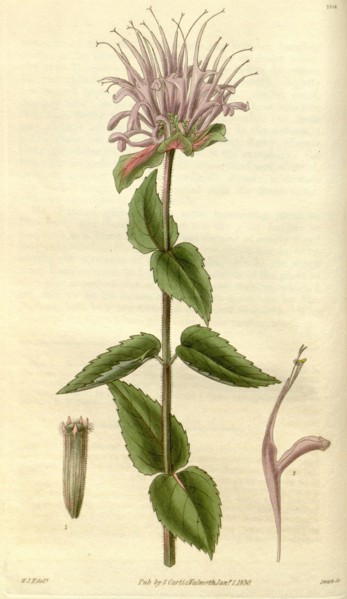 Botanical print by Sir William Jackson Hooker, FRS, 1785 â€ì 1865, English botanical illustrator.