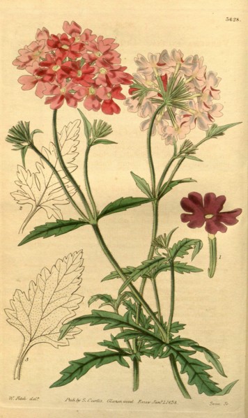 Botanical Print by Walter Hood Fitch 1817 â€ì 1892, W.H. Fitch was an botanical illustrator and