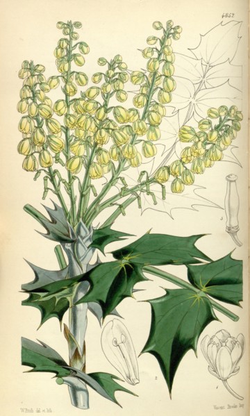 Botanical Print by Walter Hood Fitch 1817 â€ì 1892, botanical illustrator and artist, born in
