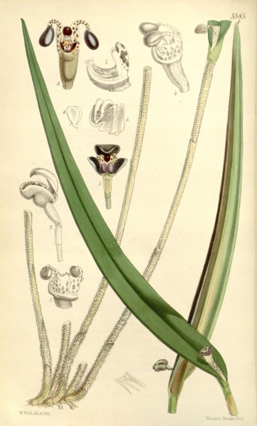 Botanical Print by Walter Hood Fitch 1817 â€ì 1892, botanical illustrator and artist, born in
