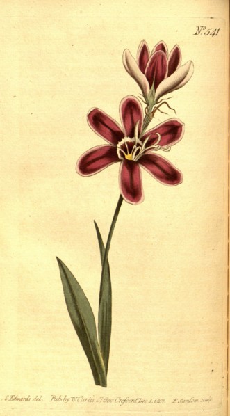 Botanical print by Sydenham Teast Edwards 1768 â€ì 1819, Sydenham Edwards was a natural history
