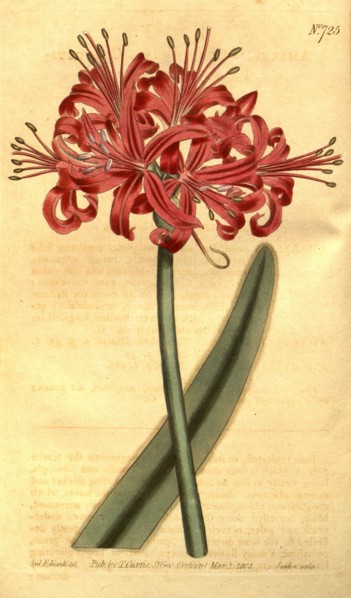 Botanical print by Sydenham Teast Edwards 1768 â€ì 1819, Sydenham Edwards was a natural history