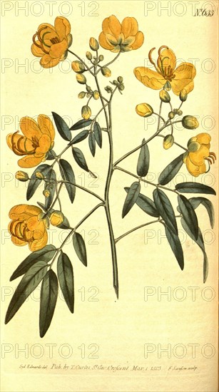 Botanical print by Sydenham Teast  Edwards 1768 â€ì 1819, Sydenham  Edwards was a natural history