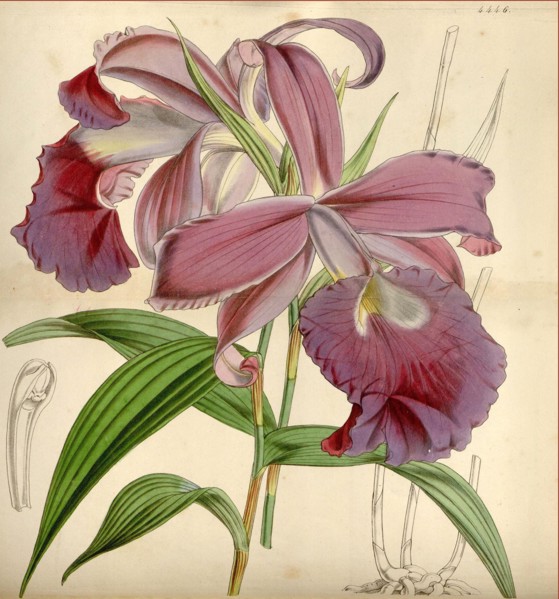 19th century botanical colour  print. Botanical illustration.  Form, colour, and details of the