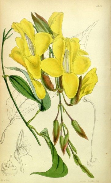 19th century botanical colour print. Botanical illustration. Form, colour, and details of the plant