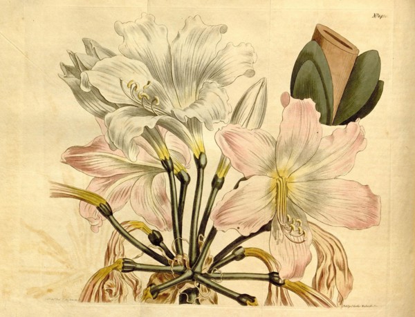 19th century botanical colour print. Botanical illustration. Form, colour, and details of the plant