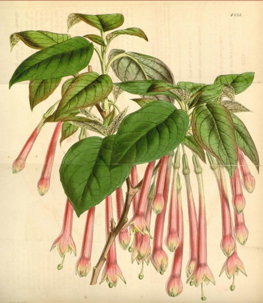 19th century botanical colour print. Botanical illustration. Form, colour, and details of the plant