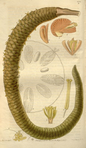 Botanical print by Sir William Jackson Hooker, FRS, 1785 â€ì 1865, English botanical illustrator.