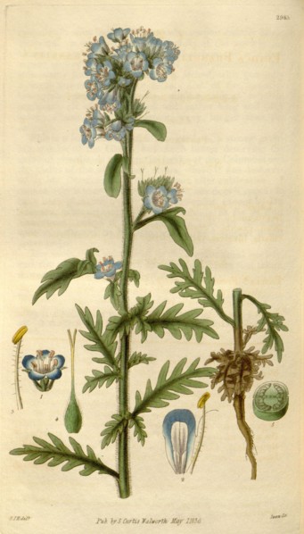 Botanical print by Sir William Jackson Hooker, FRS, 1785 â€ì 1865, English botanical illustrator.