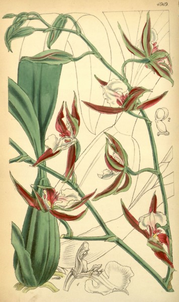 19th century botanical colour print. Botanical illustration. Form, colour, and details of the plant