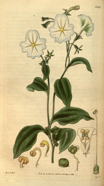Botanical print by Sir William Jackson Hooker, FRS, 1785 â€ì 1865, English botanical illustrator.