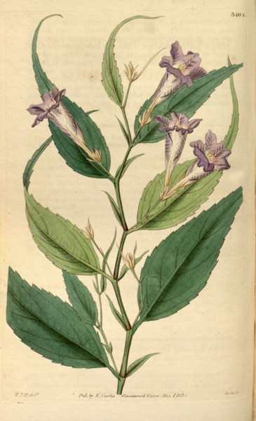 Botanical print by Sir William Jackson Hooker, FRS, 1785 â€ì 1865, English botanical illustrator.