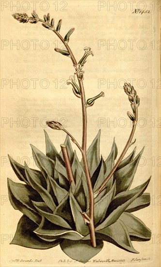 Botanical print by Sydenham Teast Edwards 1768 â€ì 1819, Sydenham Edwards was a natural history