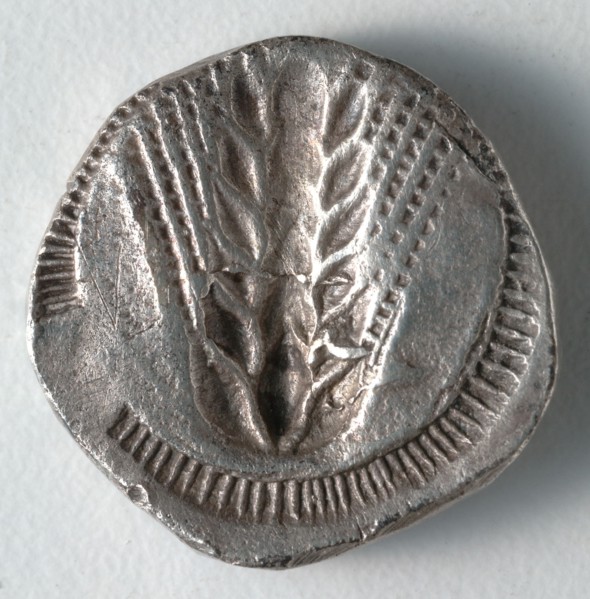 Stater: Ear of Corn incuse [stamped in] (reverse), 530-510 BC. Greece, Matapontum, 6th century BC.