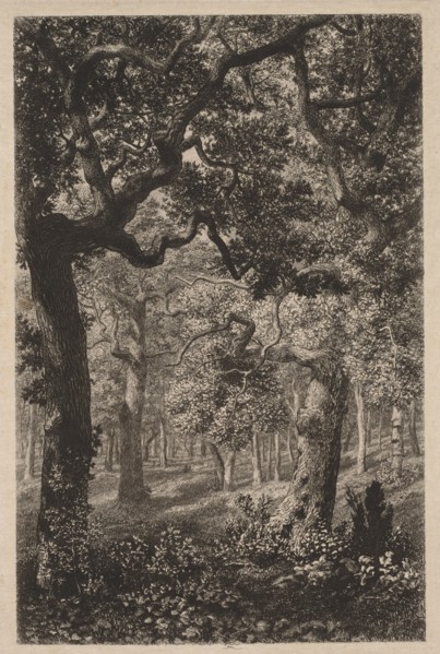 In the Woods. Adolphe Théodore Jules Martial Potémont (French, 1828-1883). Etching