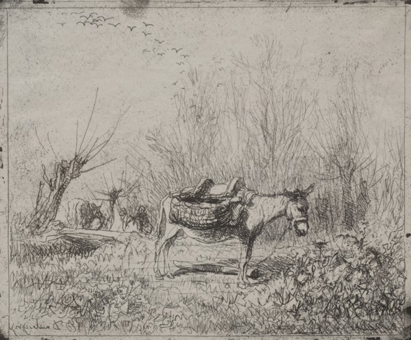 A Donkey in the Field, original impression 1862, printed in 1921. Charles François Daubigny