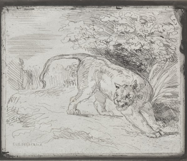 A Trapped Tiger, 1854. Eugène Delacroix (French, 1798-1863). Cliché-verre