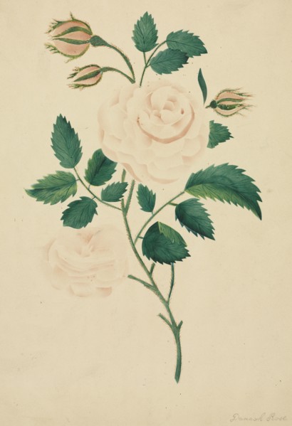 Damask Rose. Mary Altha Nims (American, 1817-1907). Watercolor