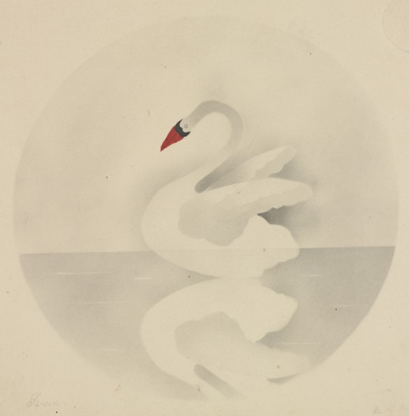 Swan. Mary Altha Nims (American, 1817-1907). Pencil;