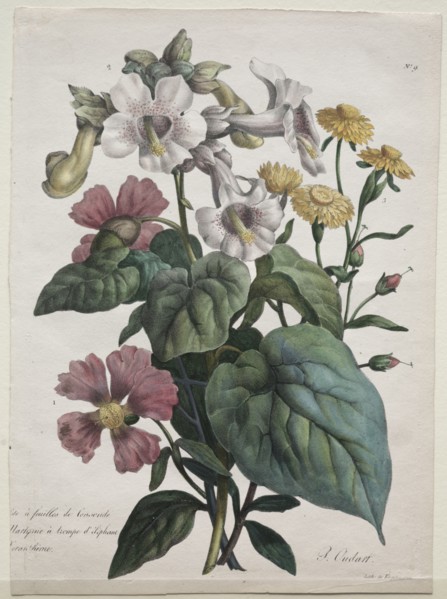 Cours d'Histoire Naturelle, contenant les principales espèces du règne animal, classées