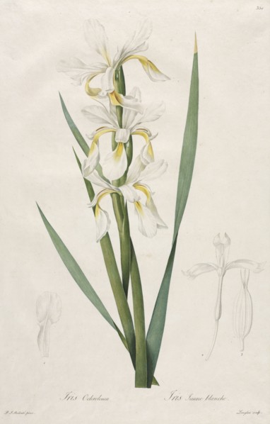 Gold-banded Iris, 1812. Henry Joseph Redouté (French, 1766-1853). Stipple, roulette and line
