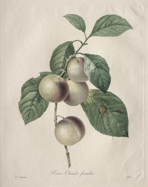 Reine Claude Plum, 1827. Henry Joseph Redouté (French, 1766-1853). Stipple, roulette and line