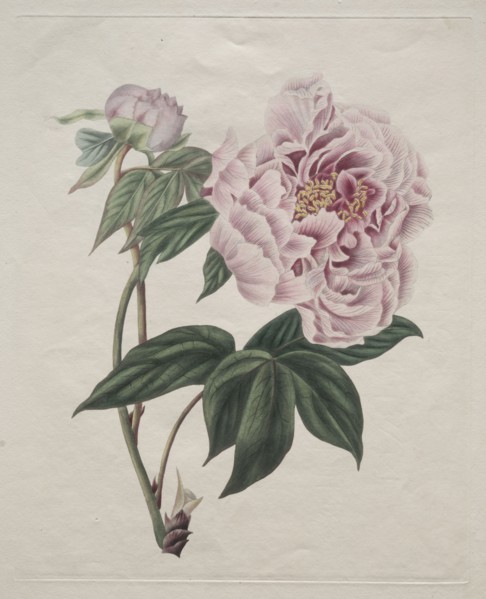 Chinese Tree Peony (Paeonia suffruticosa), c. 1820. Smith (British). Engraving