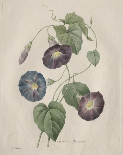 Star-glory Morning-glory, 1827. Henry Joseph Redouté (French, 1766-1853). Stipple, roulette and