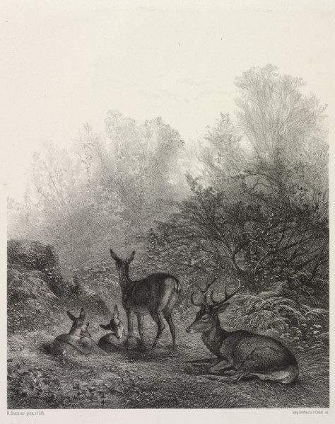 Deer at Rest. Karl Bodmer (Swiss, 1809-1893). Lithograph