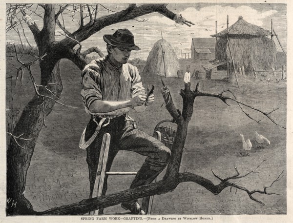 Spring Farm Work - Grafting, 1870. Winslow Homer (American, 1836-1910). Wood engraving