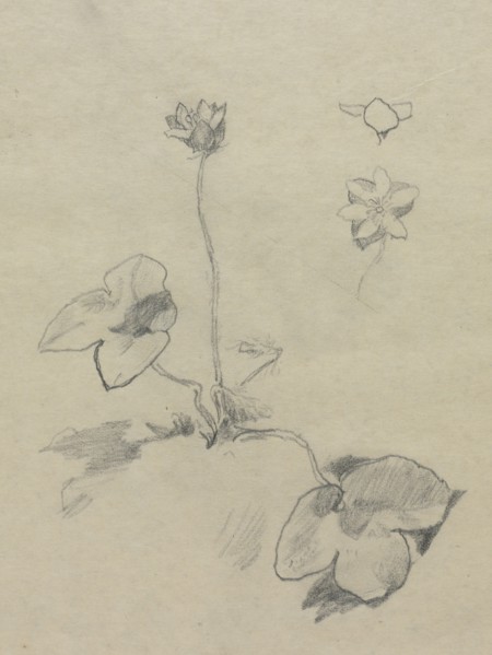 Anemone. John La Farge (American, 1835-1910). Pencil