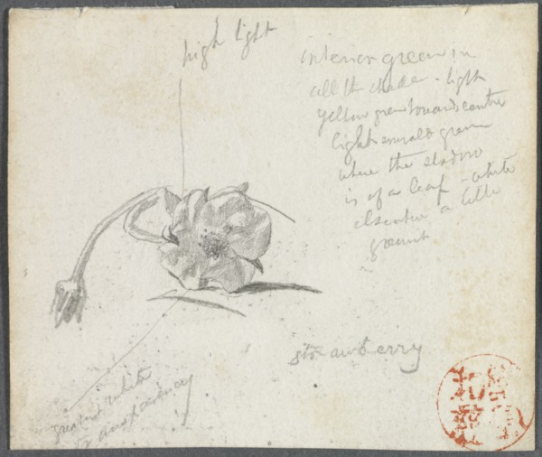 Strawberry Blossom. John La Farge (American, 1835-1910). Pencil;